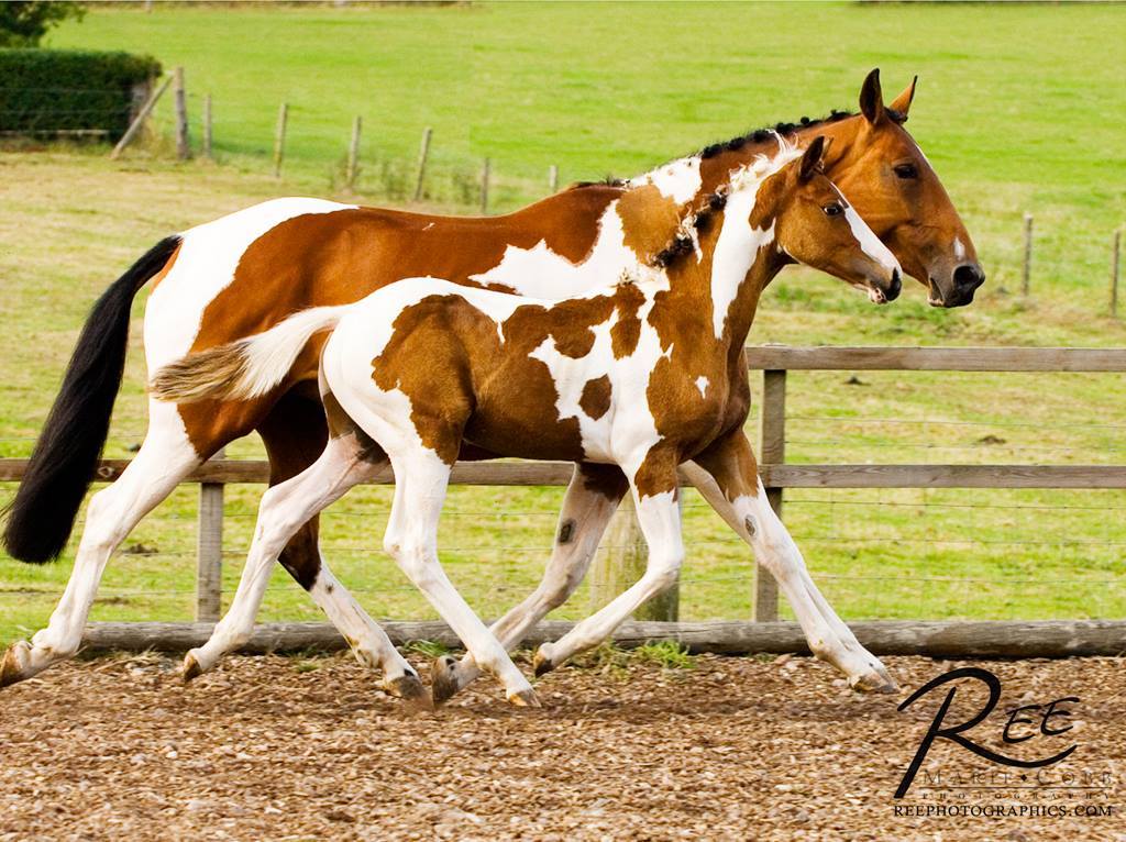 Coloured Horse Breeder @Solaris Stud Farm, Scotland
